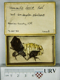 Stemonitis fusca image