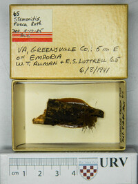 Stemonitis fusca image