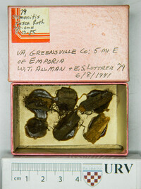 Stemonitis fusca image