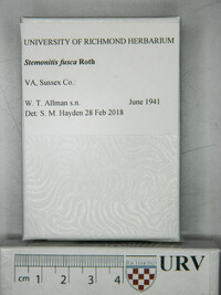 Stemonitis fusca image