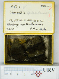 Stemonitis splendens image