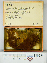 Stemonitis splendens image