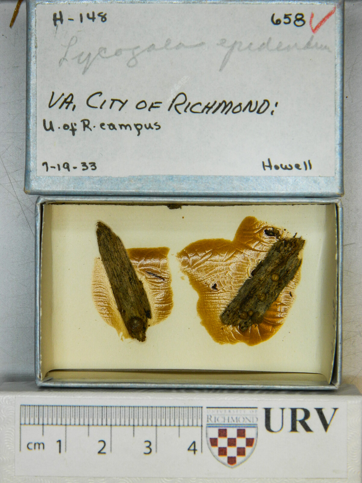 Lycogala epidendrum image