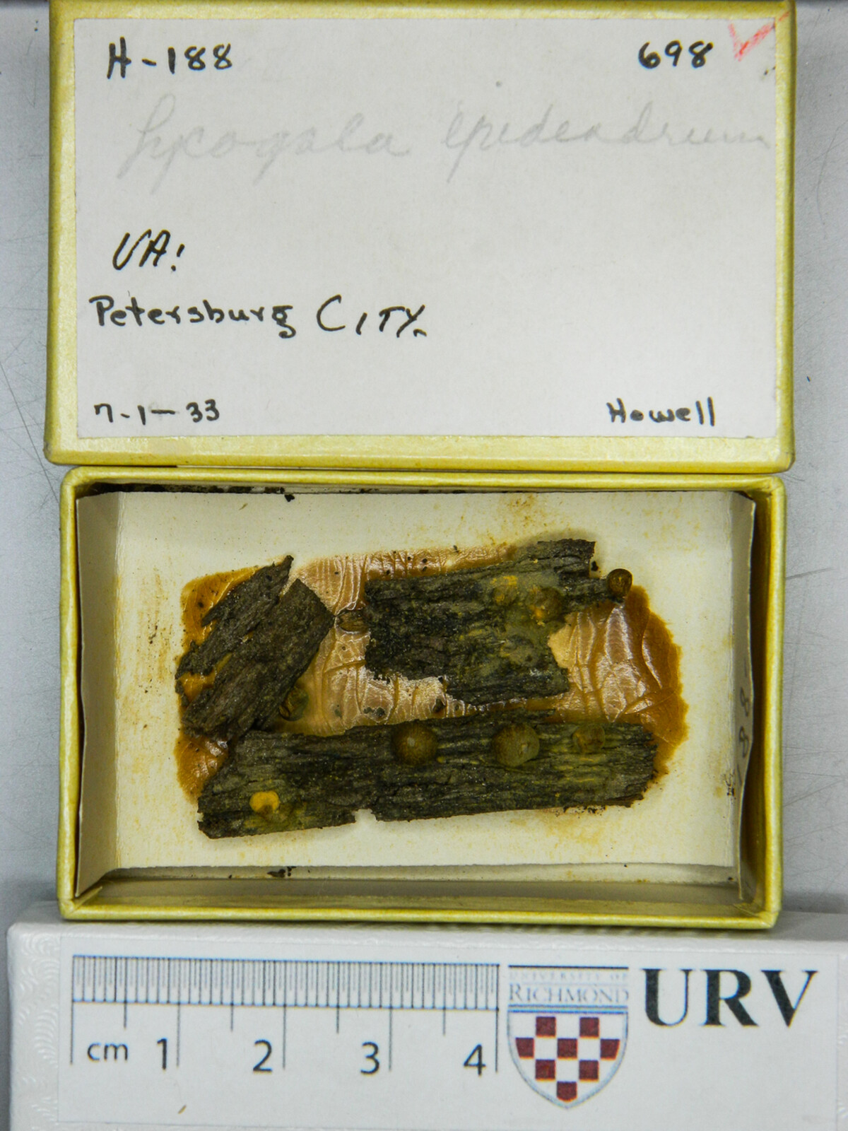 Reticulariaceae image