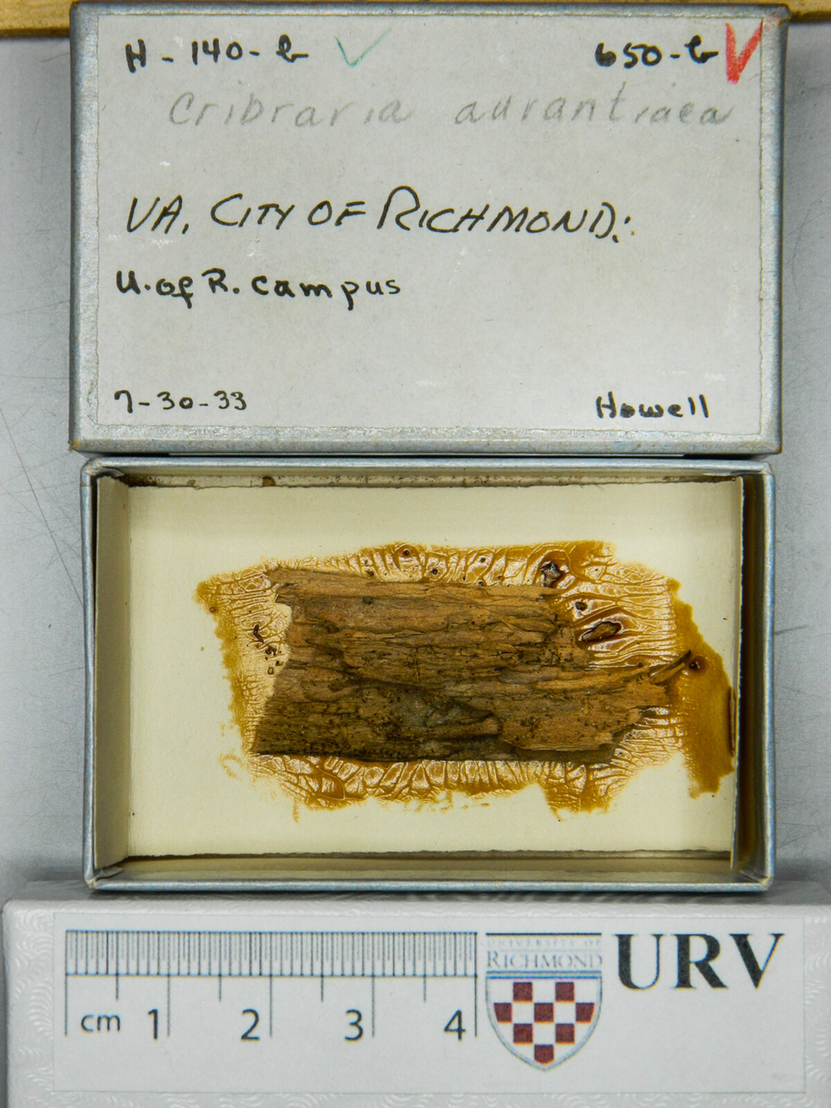 Cribraria aurantiaca image