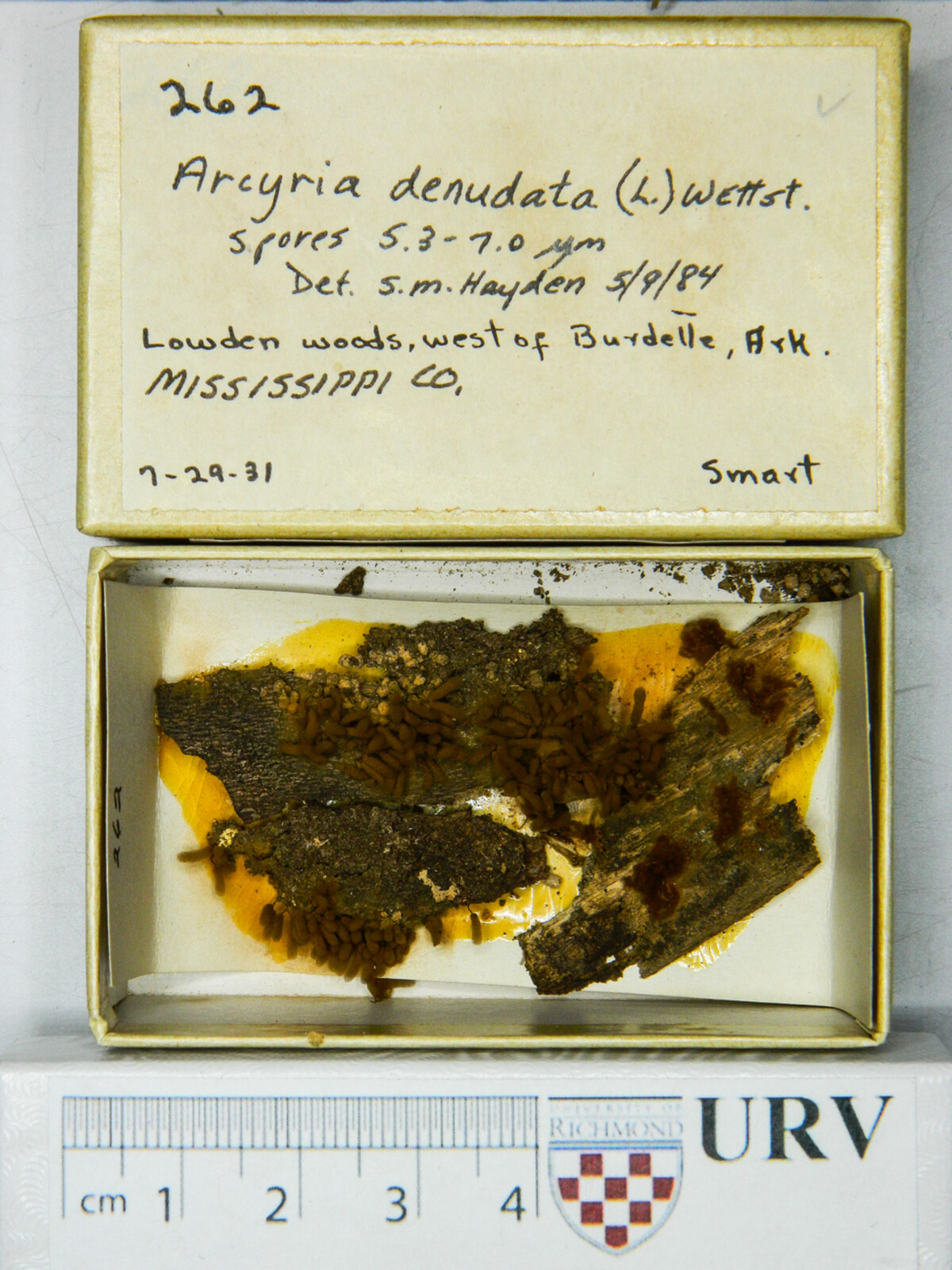 Arcyria denudata image