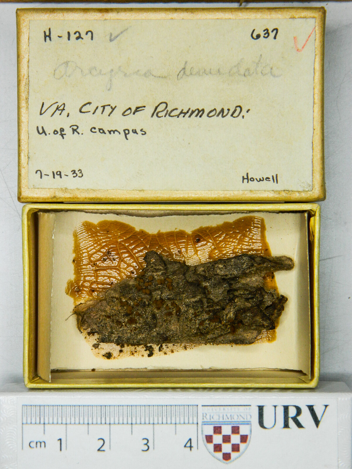 Arcyria denudata image