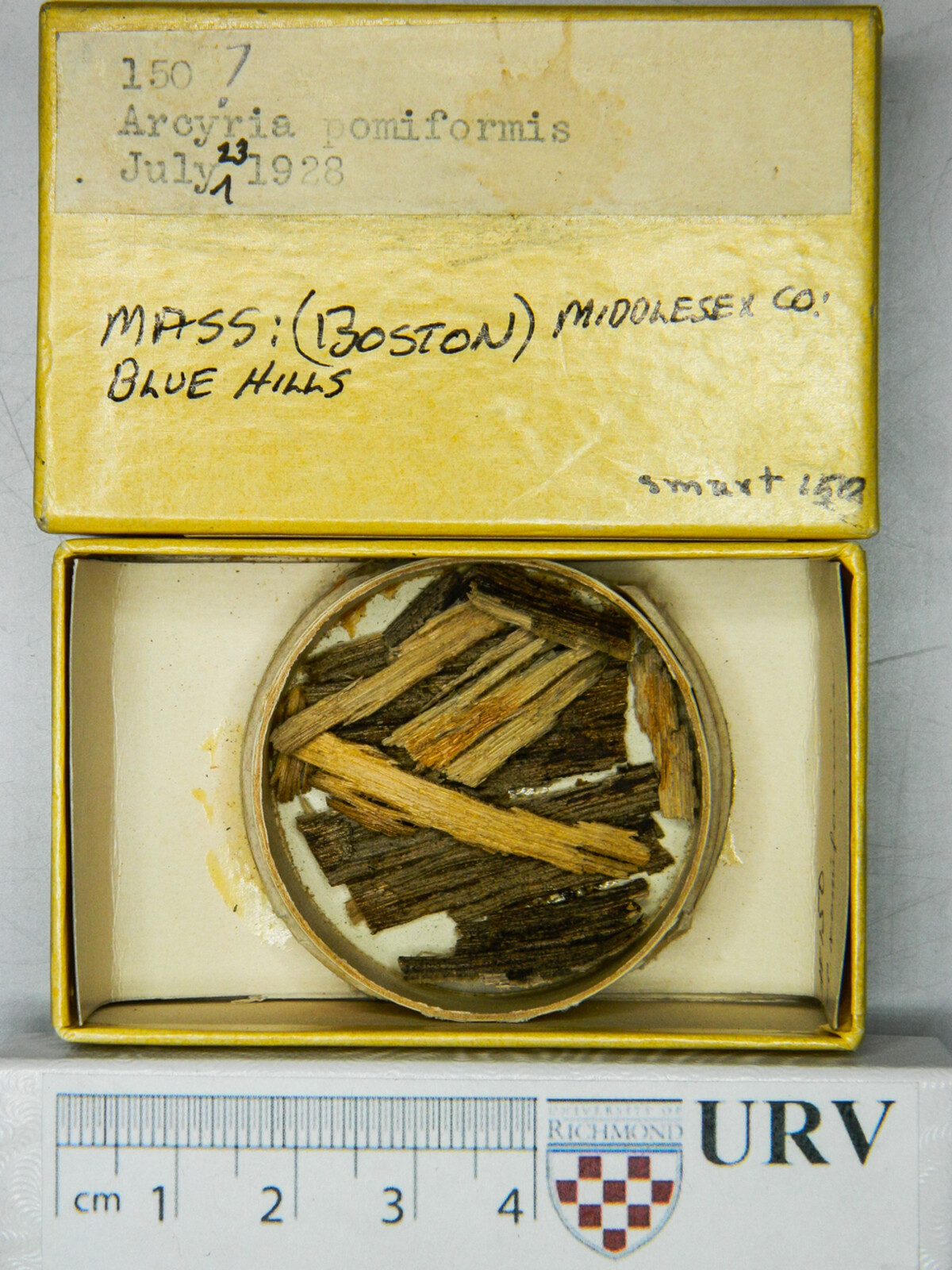 Arcyria pomiformis image