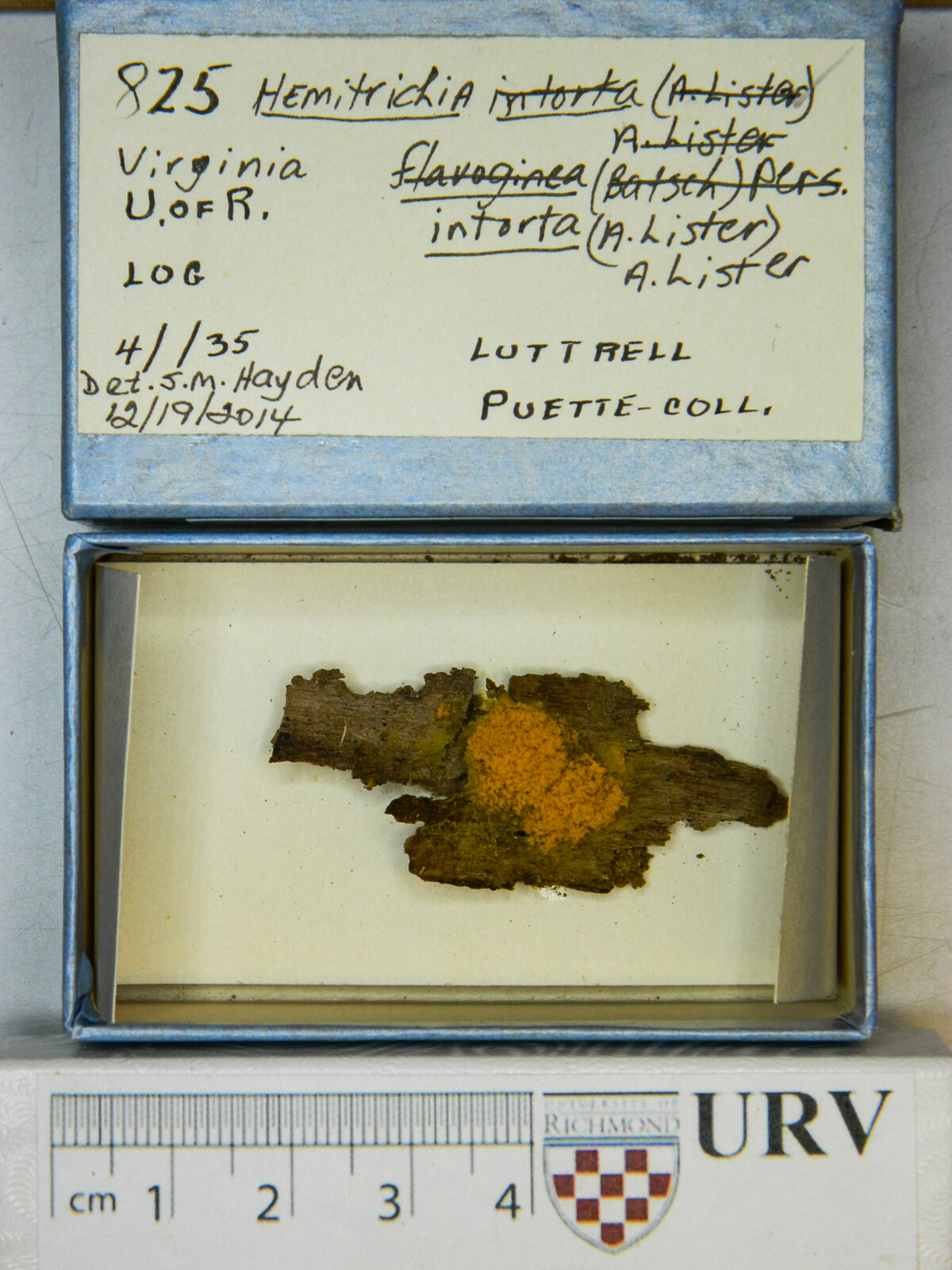 Hemitrichia intorta image