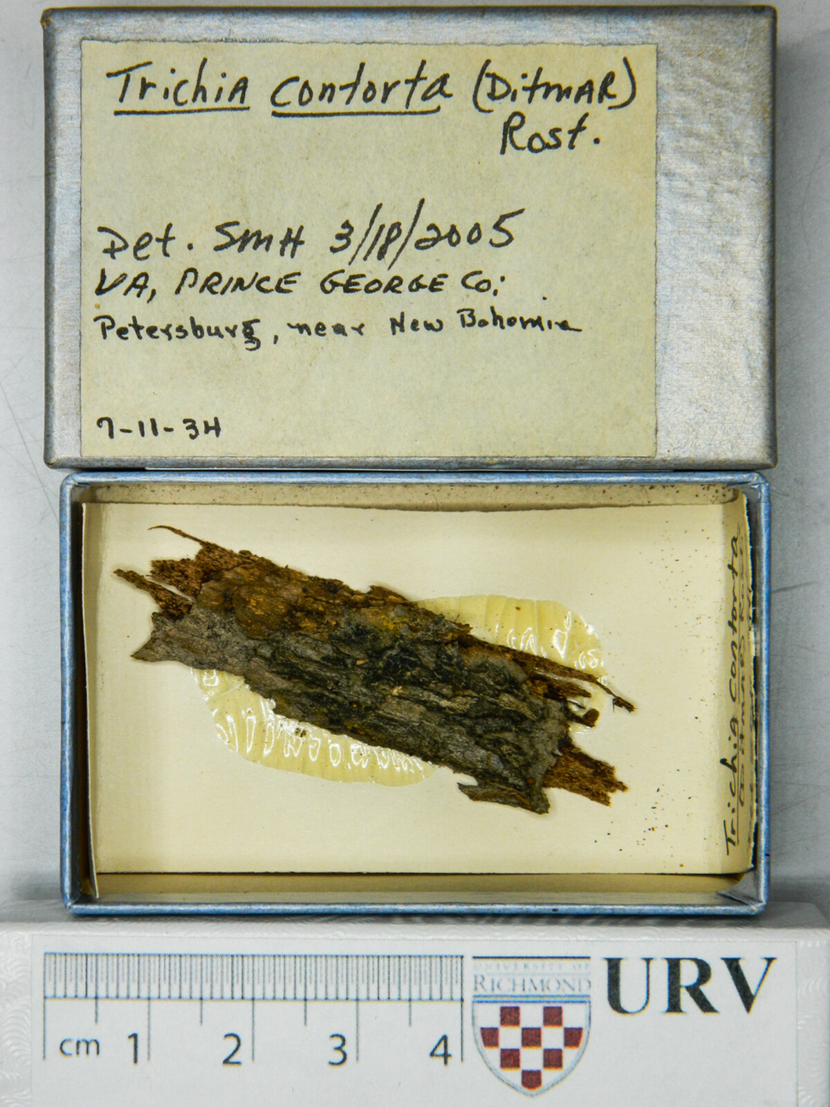 Trichia contorta image