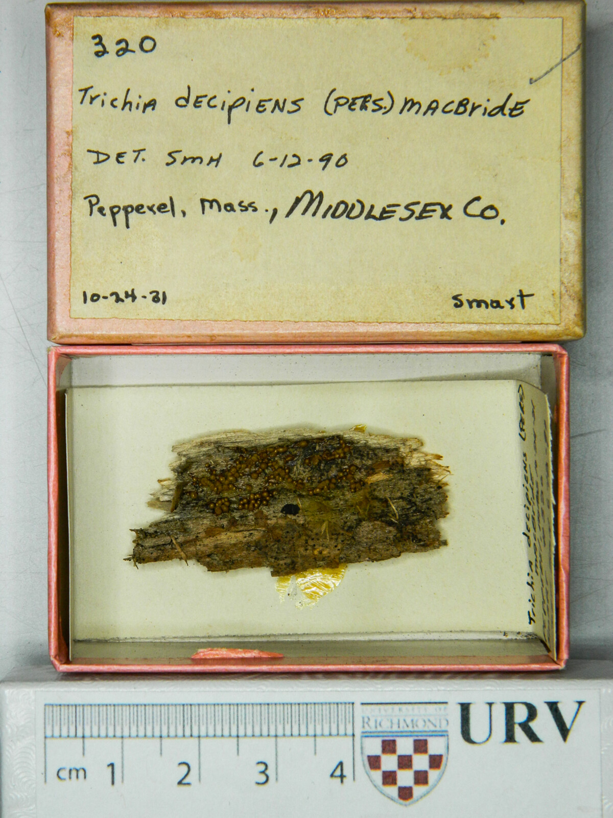 Trichia decipiens image