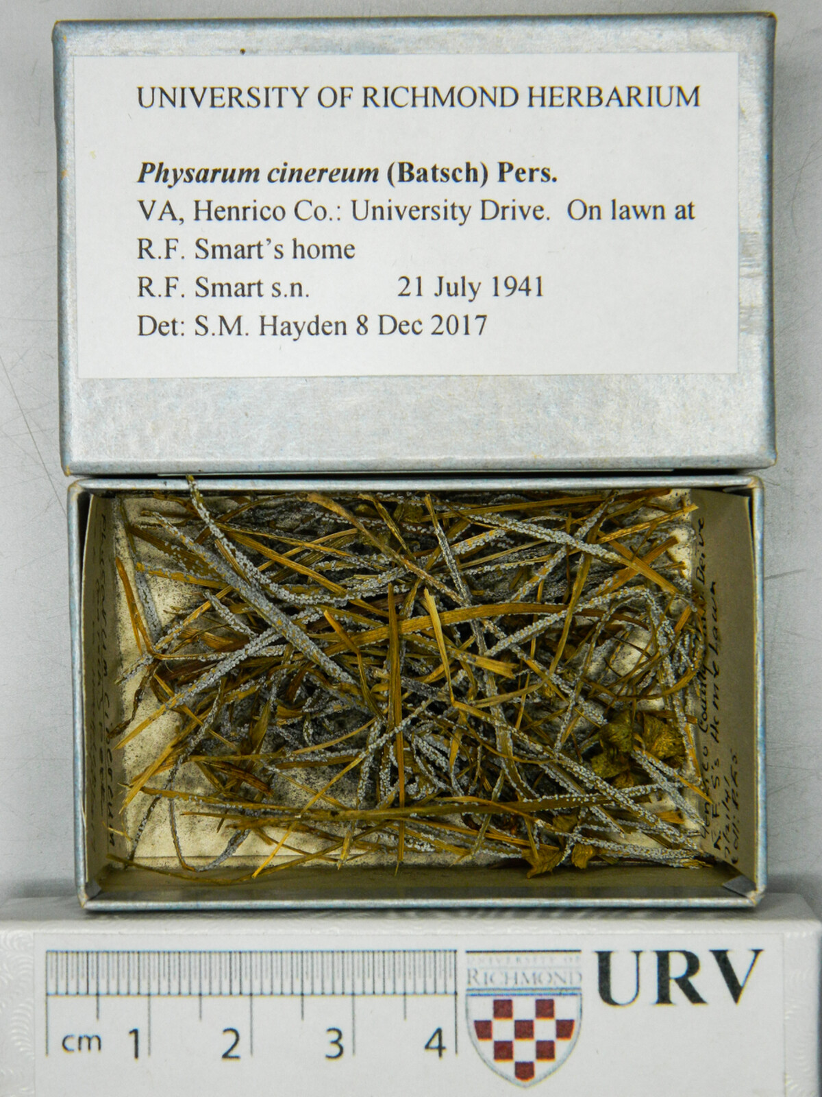 Physarum cinereum image