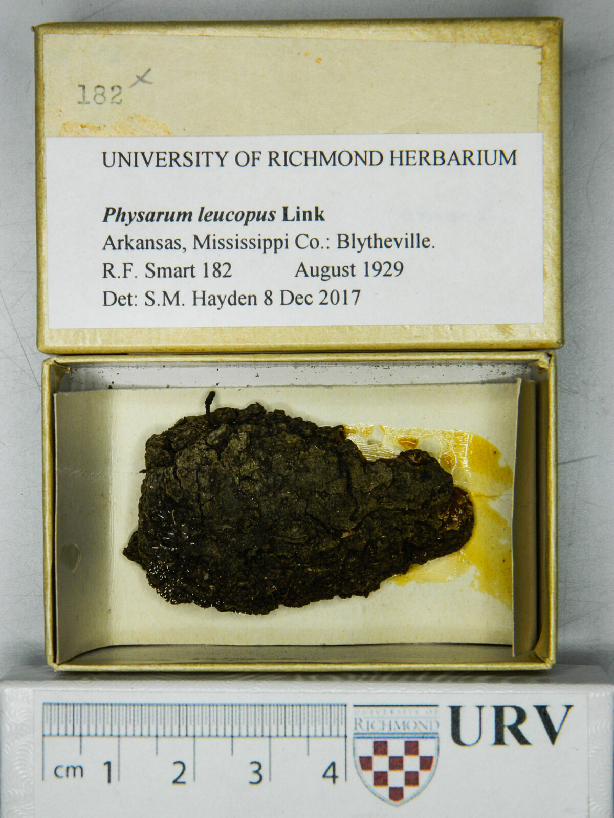 Physarum leucopus image