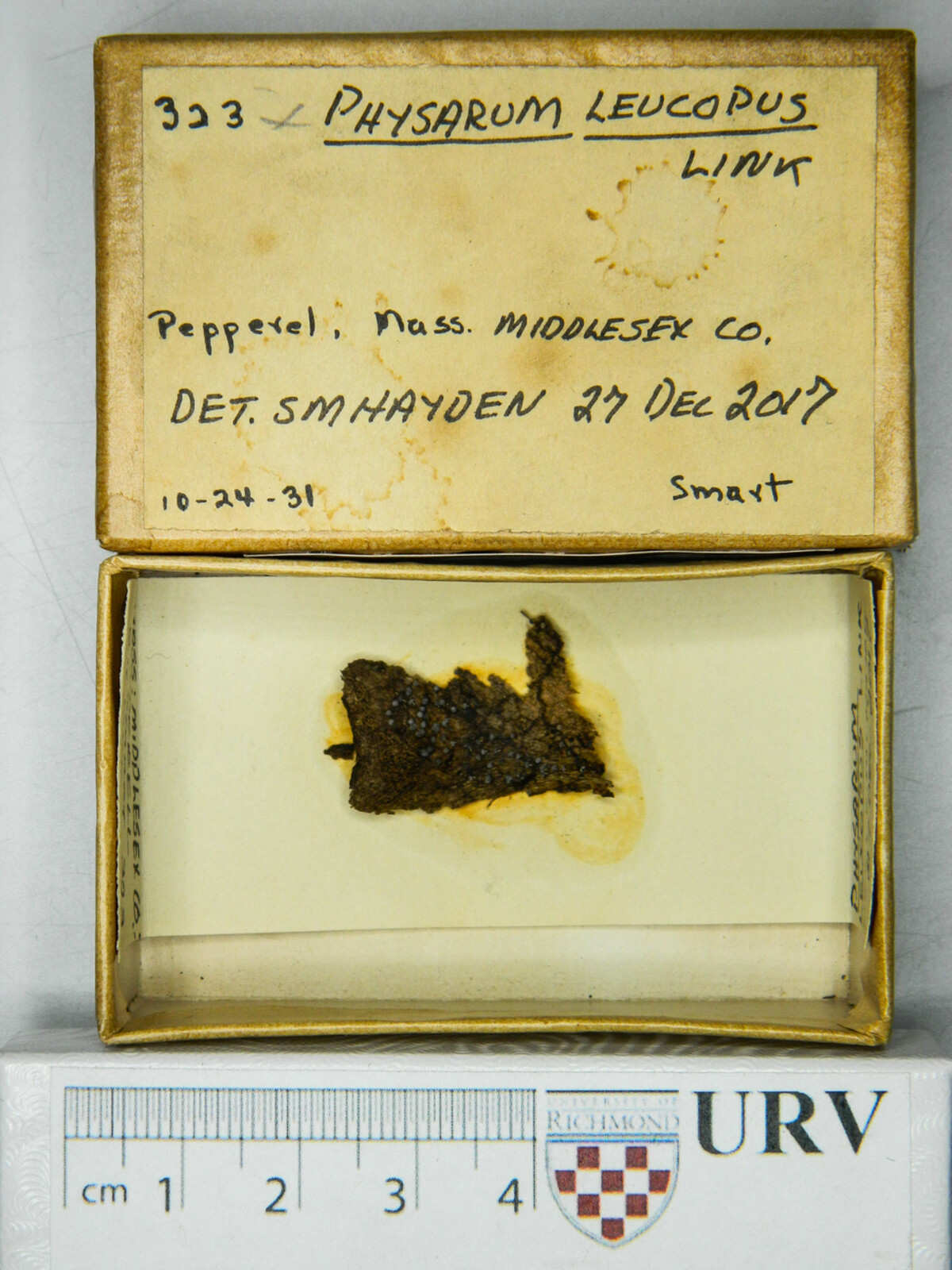 Physarum leucopus image