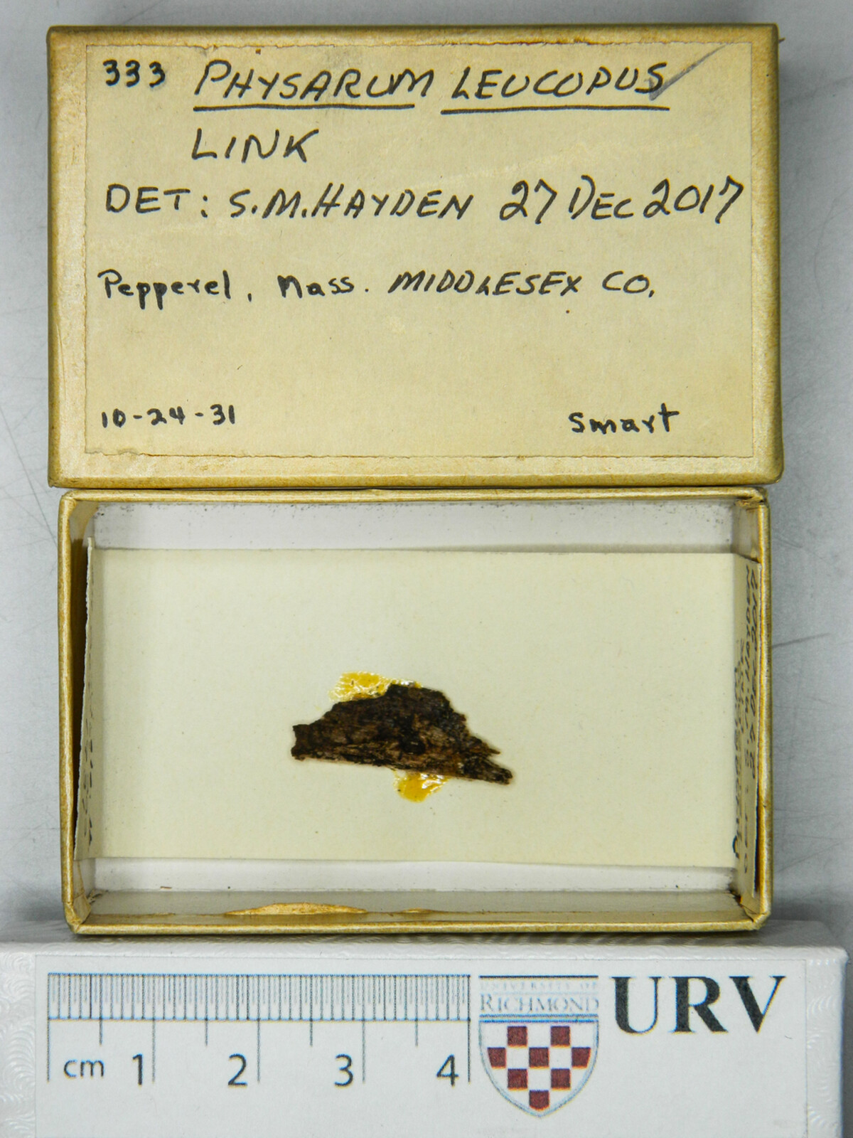 Physarum leucopus image