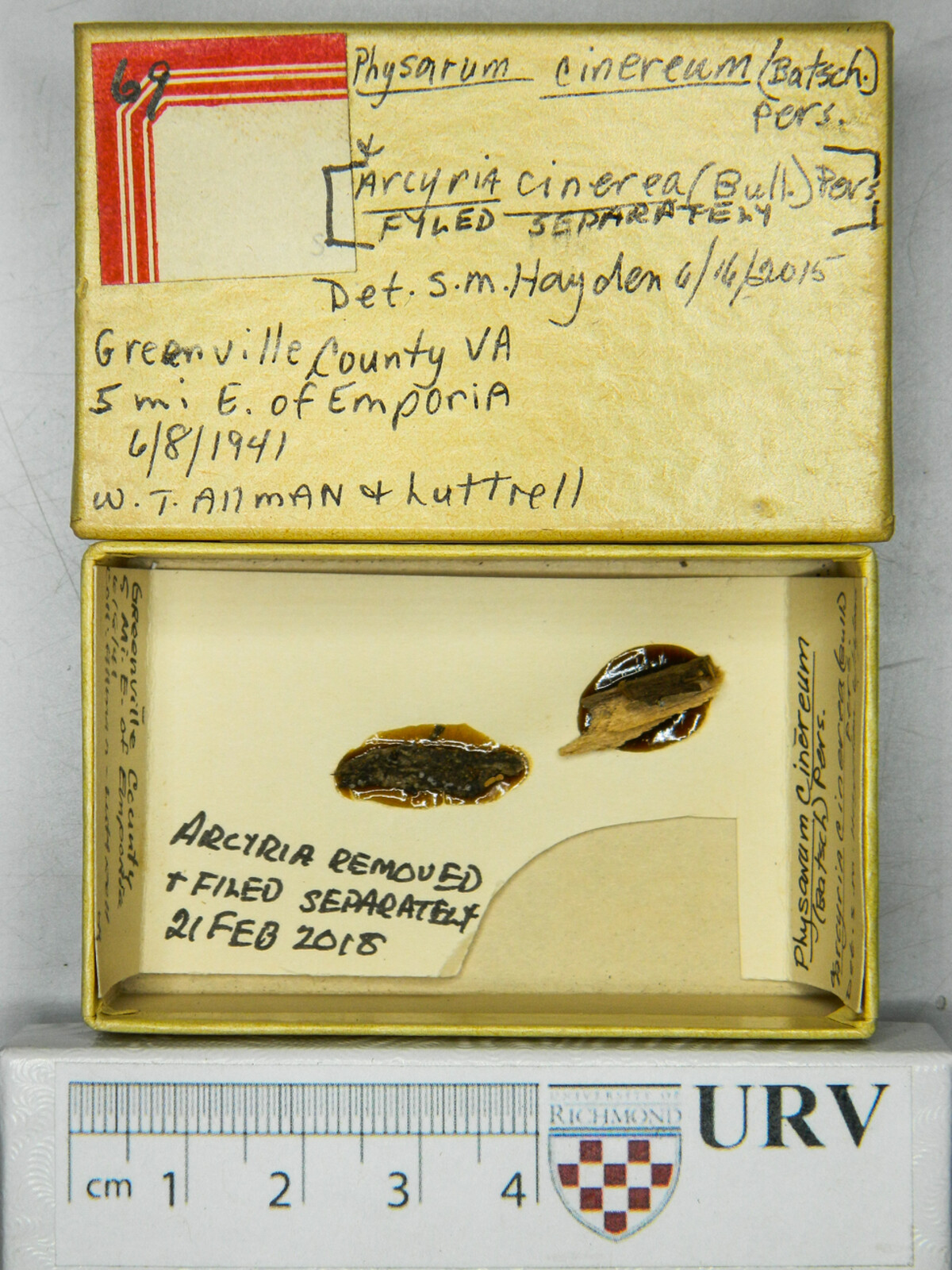 Physarum cinereum image