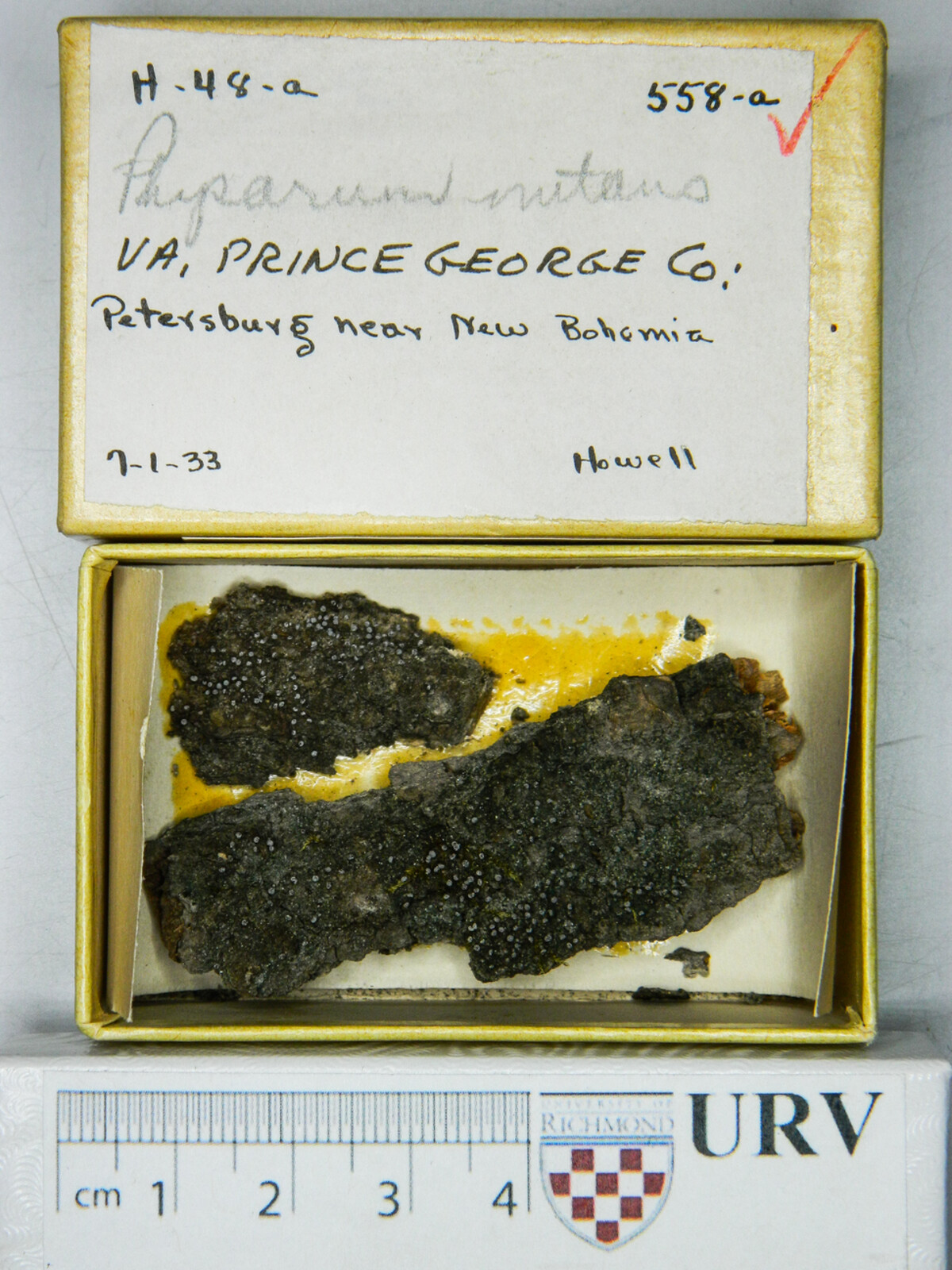 Physarum nutans image