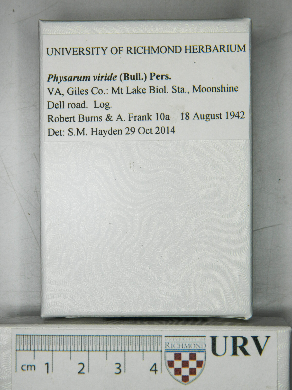 Physarum viride var. viride image