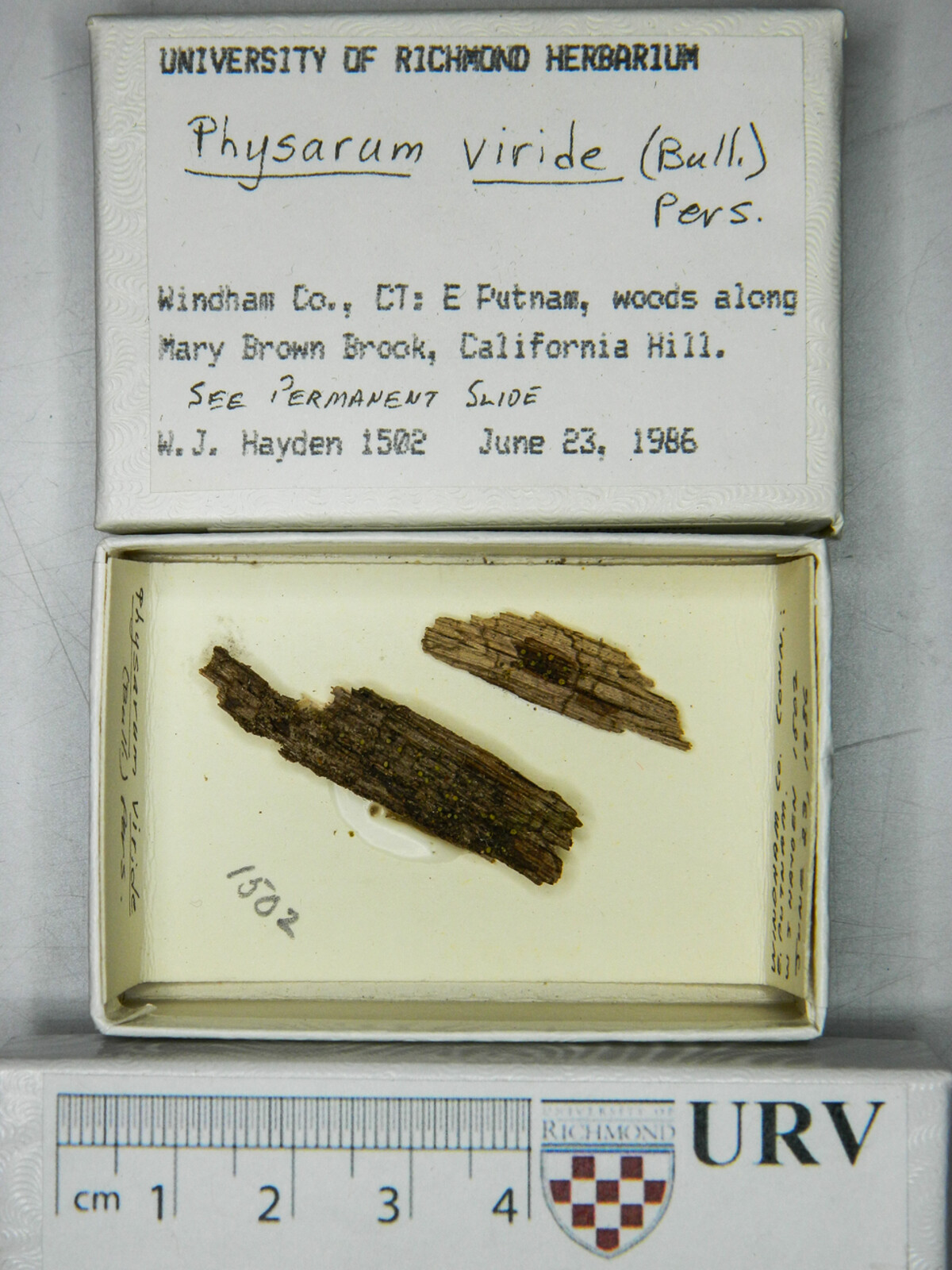 Physarum viride var. viride image