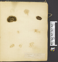 Gloeophyllum striatum image