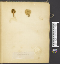 Trichaptum abietinum image