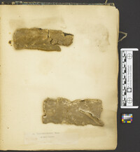 Polyporus rigidus image