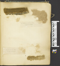 Fuscoporia contigua image