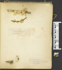 Dendrothele candida image