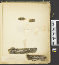 Peziza daedalea image