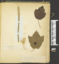 Hysterium pinastri image