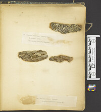 Diatrype disciformis image