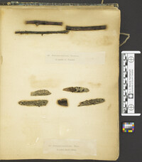 Eutypella stellulata image