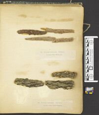 Nectria verrucosa image