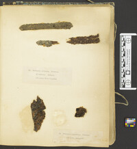 Calosphaeria pulchella image