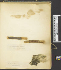 Keissleriella ocellata image