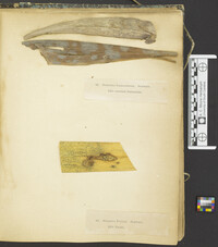 Sphaeria yuccae image