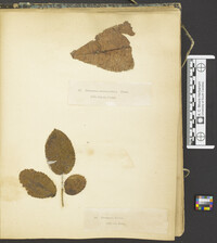 Dothidea geographica image