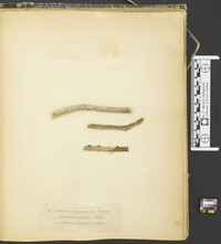 Lichenopsis sphaeroboloidea image