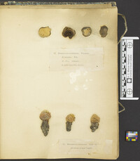 Rhizopogon rubescens image