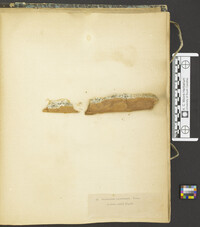 Exophiala calicioides image
