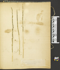 Cochliobolus ravenelii image