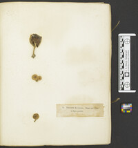 Lentinus ravenelii image