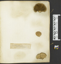 Lenzites bicolor image