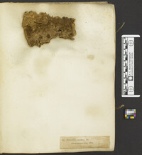 Antrodia xantha image