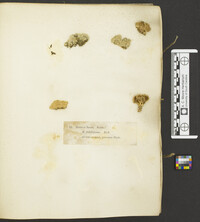 Steccherinum ochraceum image
