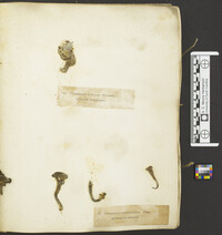 Clavariadelphus unicolor image