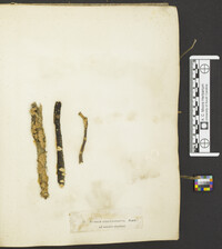 Stereum ochraceoflavum image