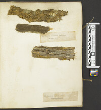 Lopharia papyrina image