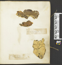 Phlebiopsis gigantea image