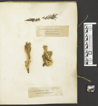 Cyphella cupressi image